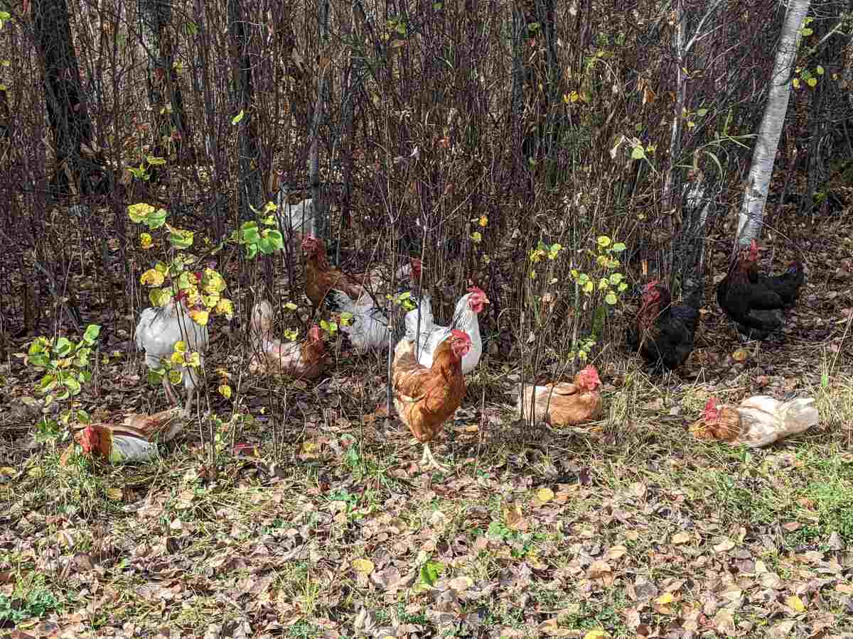 A flock of chickens sunbathing on the edge of a wooded area.