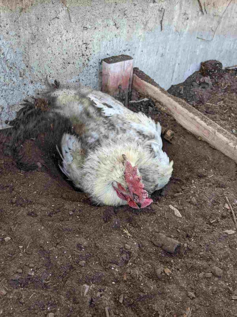 A rooster rolling around in an empty flowerbed.