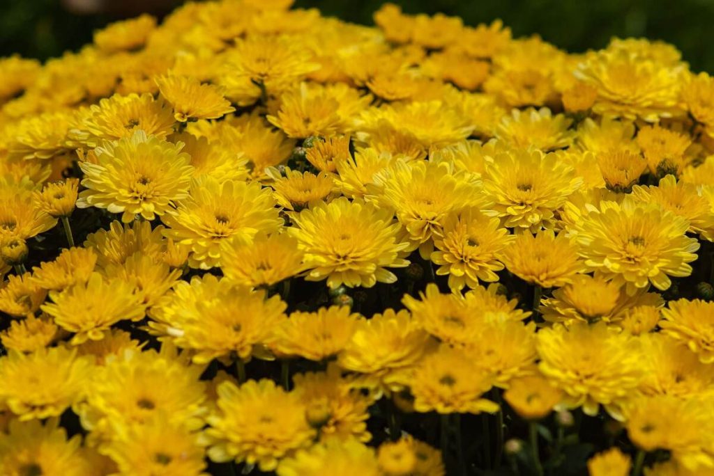 Yellow chrysanthemum flowers