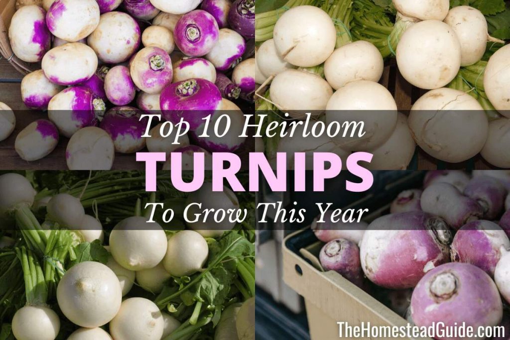 Top 10 Heirloom Turnips to Grow This Year