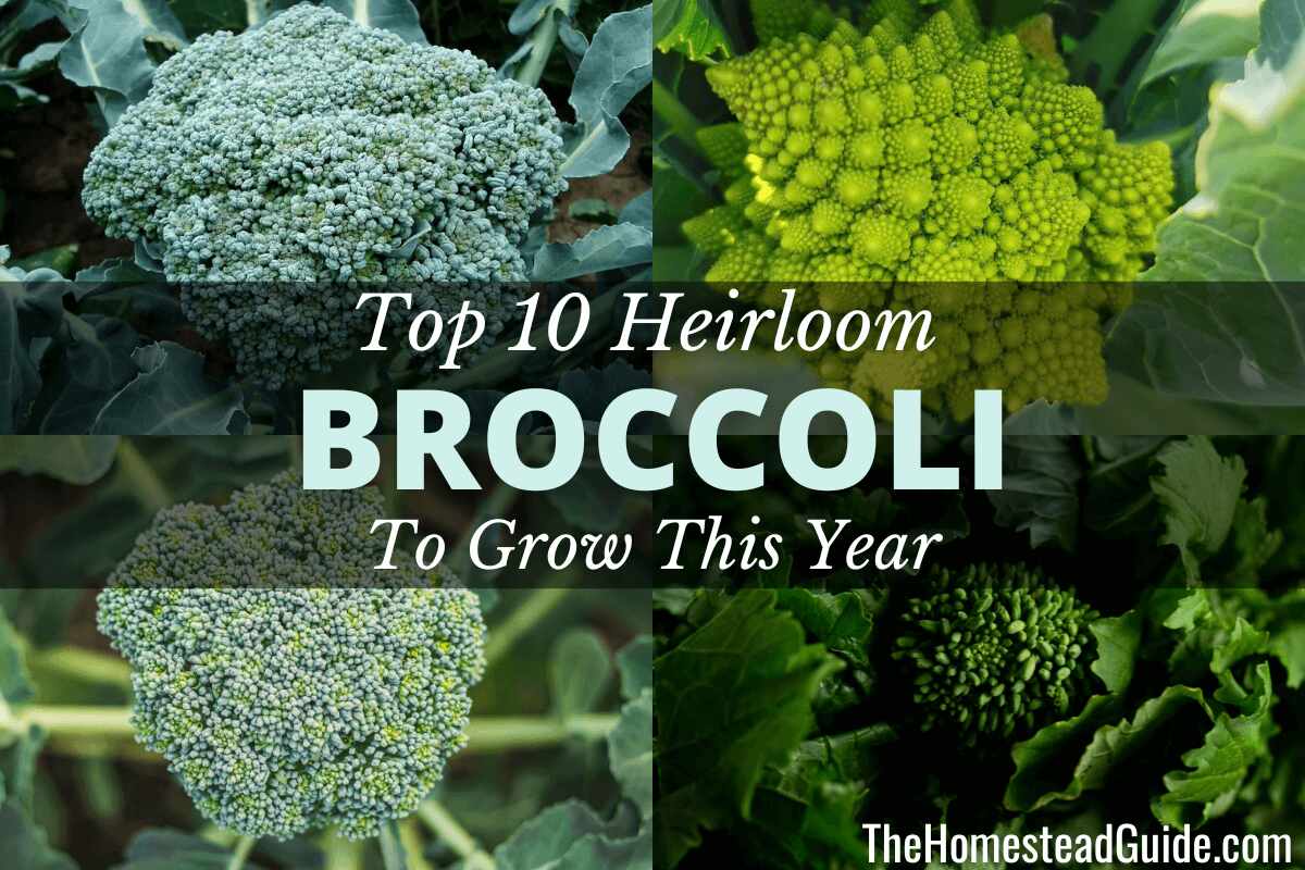 Best Heirloom Broccoli